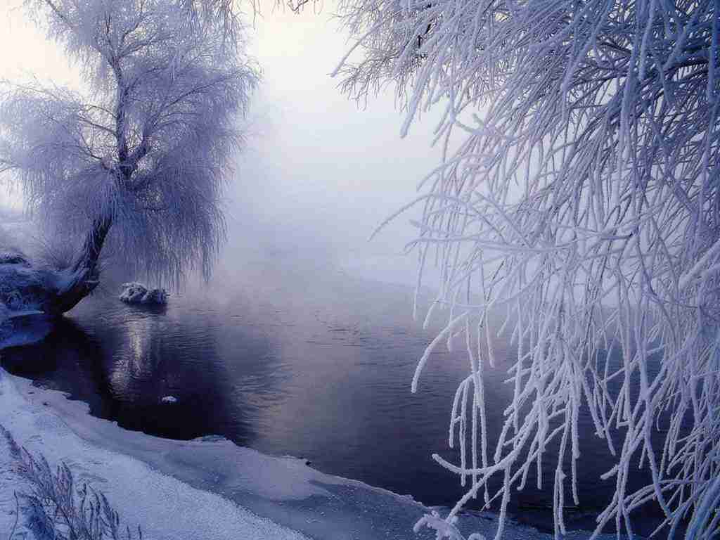 上海邦德职业技术学院校花毛清禾
